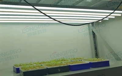 UV紫外線照射實(shí)驗(yàn)：植物如何應(yīng)對自然環(huán)境中的紫外線威脅？
